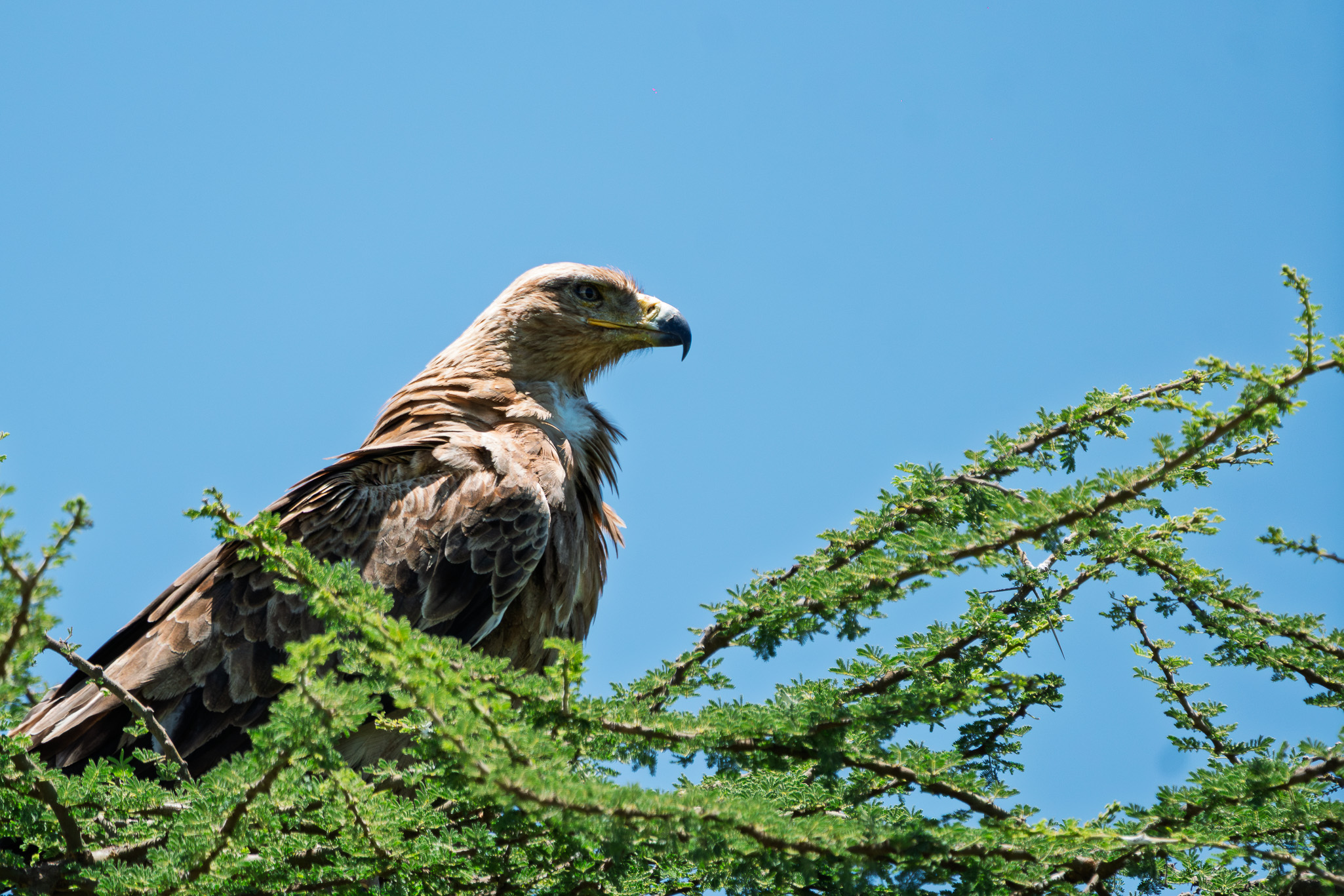 Tanzania 20260325 0499 Aguila rapaz leonada